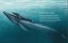 Синий кит. Невероятная история самого крупного животного всех времён