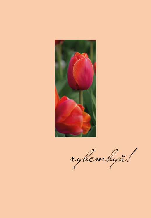 Чувствуй! Ежедневник недатированный