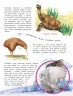 О животных и растениях