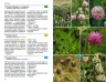 Травянистые растения средней полосы России. Фотоопределитель