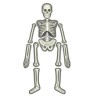 Набор 4M: Юный врач.  Скелет человека.