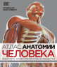 Атлас анатомии человека. Подробное руководство