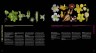 Атлас цветковых растений. 200 ботанических семейств в необычных ракурсах и мельчайших деталях