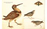 Иллюстрированная история орнитология