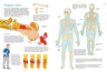 Тело человека. Атлас анатомии в картинках