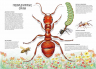 Королевство насекомых. Интерактивная книга с окошками