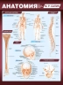 Анатомия. Анатомическая таблица