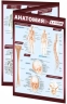 Анатомия. Анатомическая таблица