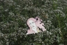 Деревянный значок Венера с розовыми  волосами