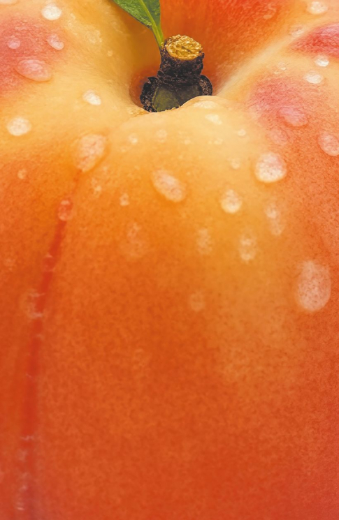 Блокнот с нежным персиком