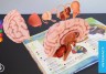 Анатомия. Органы человека. Энциклопедия в дополненной реальности