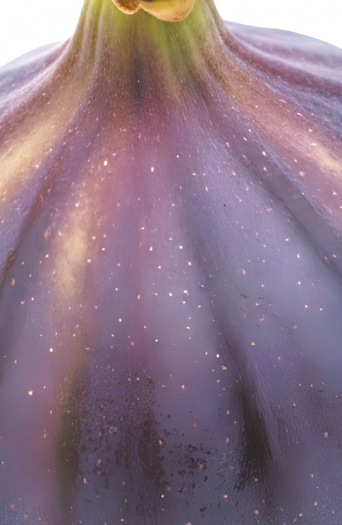 Блокнот со спелым инжиром