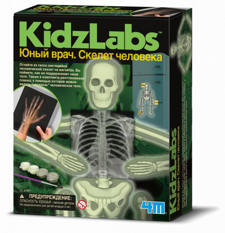 Юный врач. Скелет человека