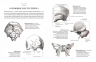 Анатомия. С иллюстрациями из классической "Анатомии Грея"