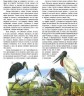 Птицы. Полная энциклопедия