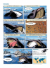 Морские животные в комиксах. Том 3