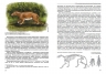 Лошади, тапиры, носороги и другие непарнокопытные. Эволюция и разнообразие