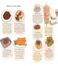 Анатомия еды. Занимательное едоведение